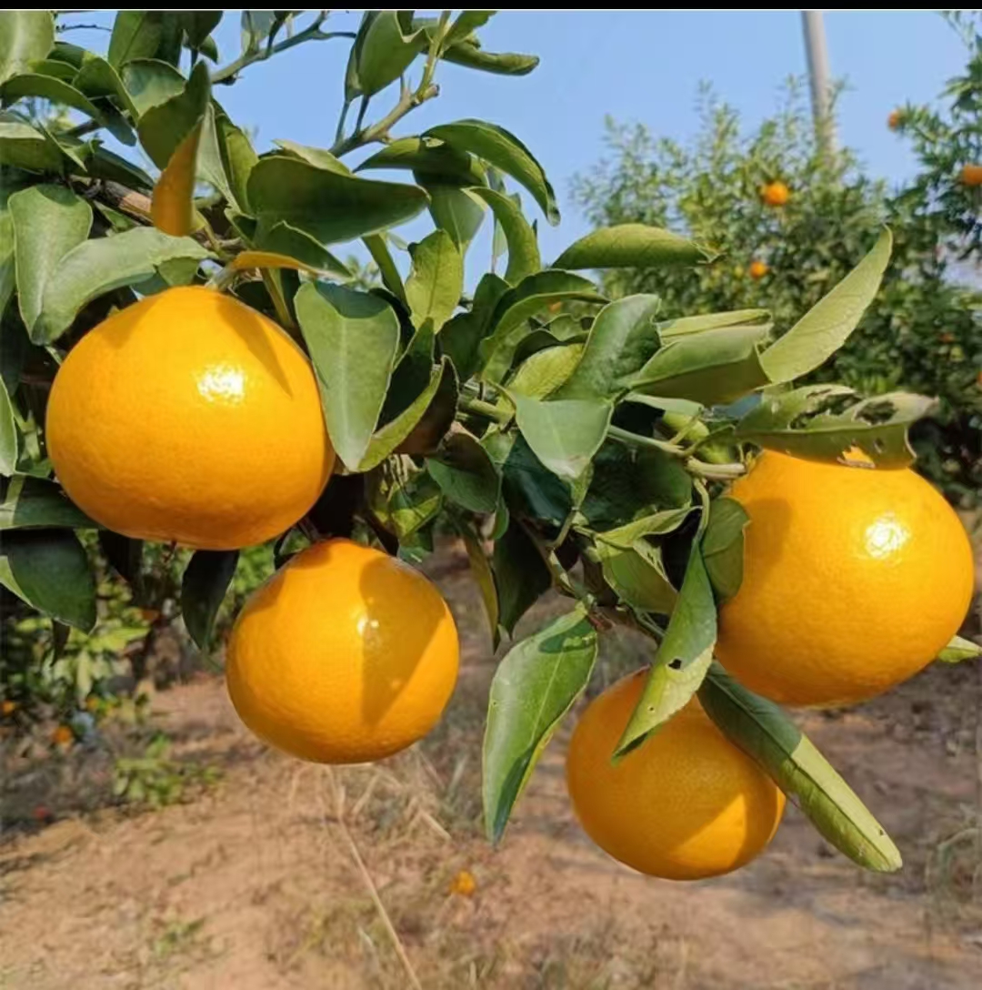 阳光一号橘柚