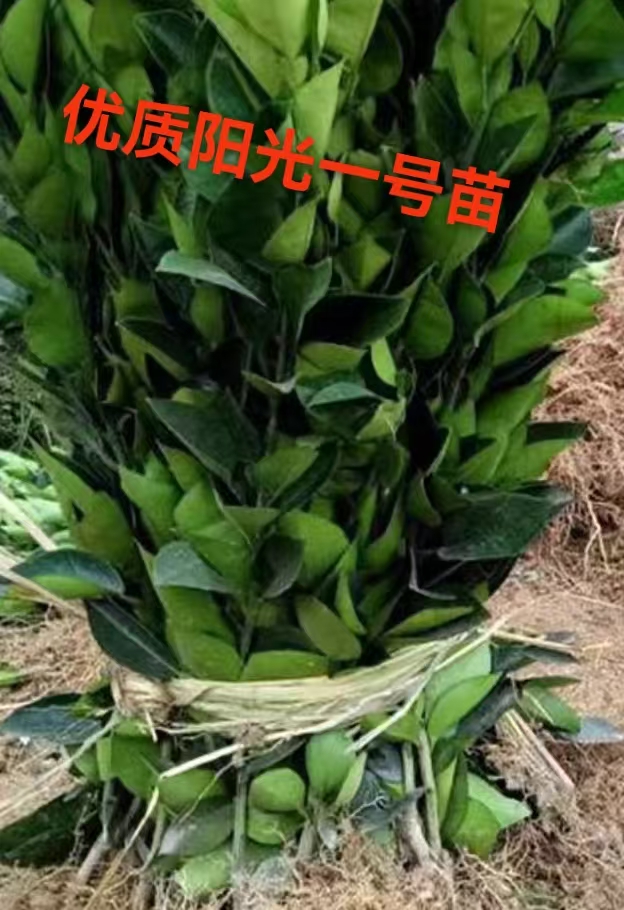 阳光一号橘柚苗