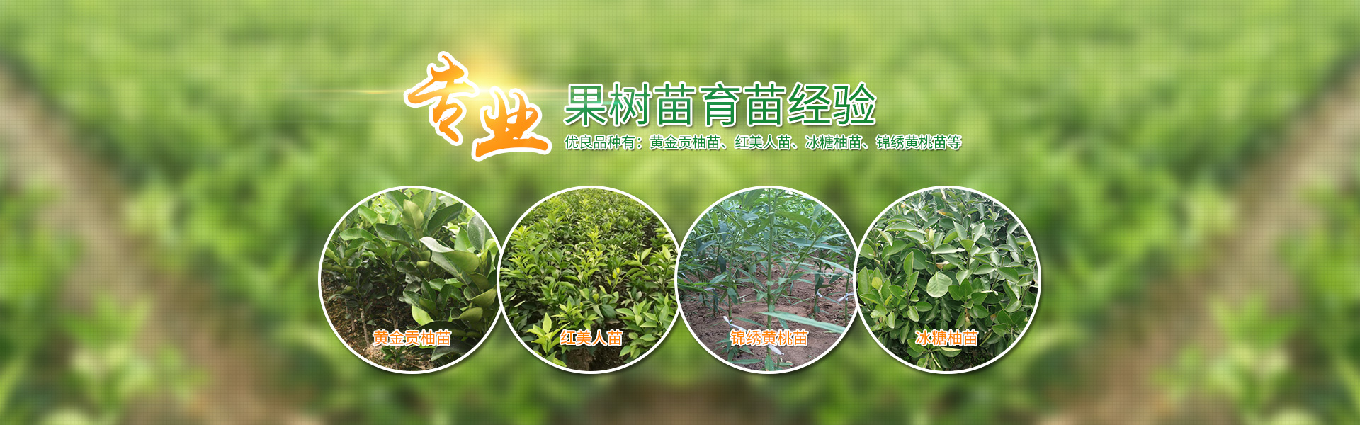 洪江市华茂种植专业合作社_洪江冰糖柚|红美人|黄桃