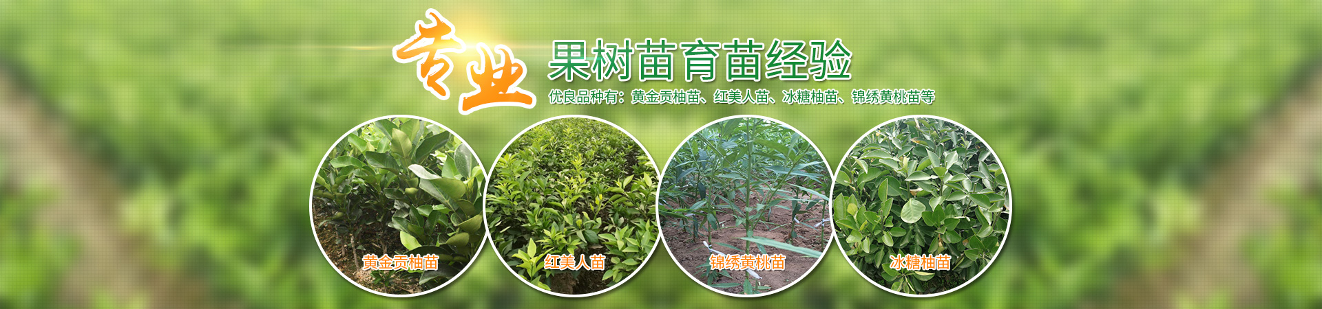 洪江市华茂种植专业合作社_洪江冰糖柚|红美人|黄桃