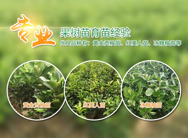 洪江市华茂种植专业合作社_洪江冰糖柚|红美人|黄桃